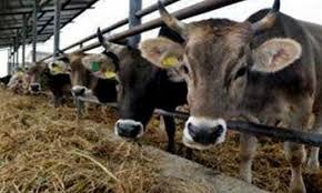 الحمى القلاعية تبدأ في الظهور على المواشي في أحد مراكز أسيوط