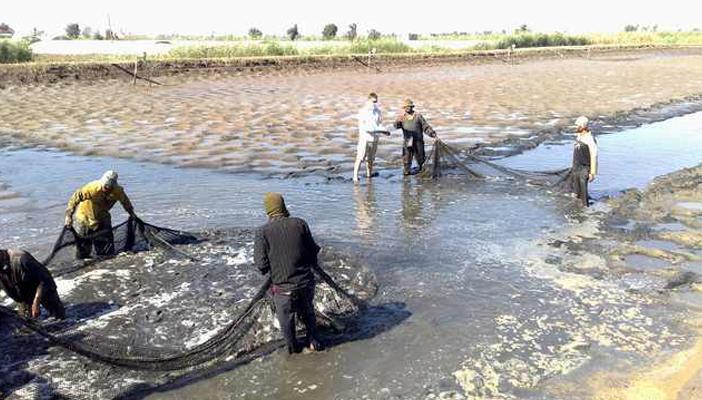 الجيش يهمين على المشروع السمكي الثالث خلال عام