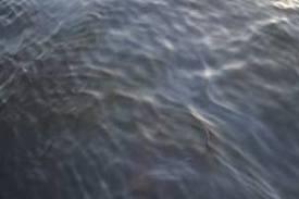 ظهور بقع زيتية على سطح النيل بالأقصر