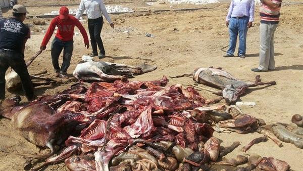 بالفيديو.. محافظة البحيرة تحذر من انتشار لحوم الحمير