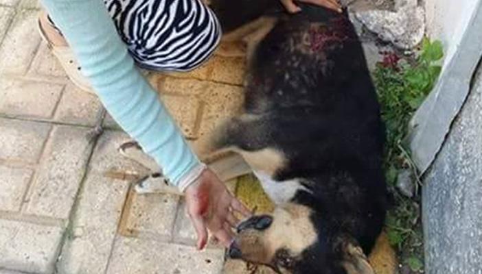 بالصور.. مذبحة الكلاب أولى إنجازات محافظ الإسكندرية الجديد