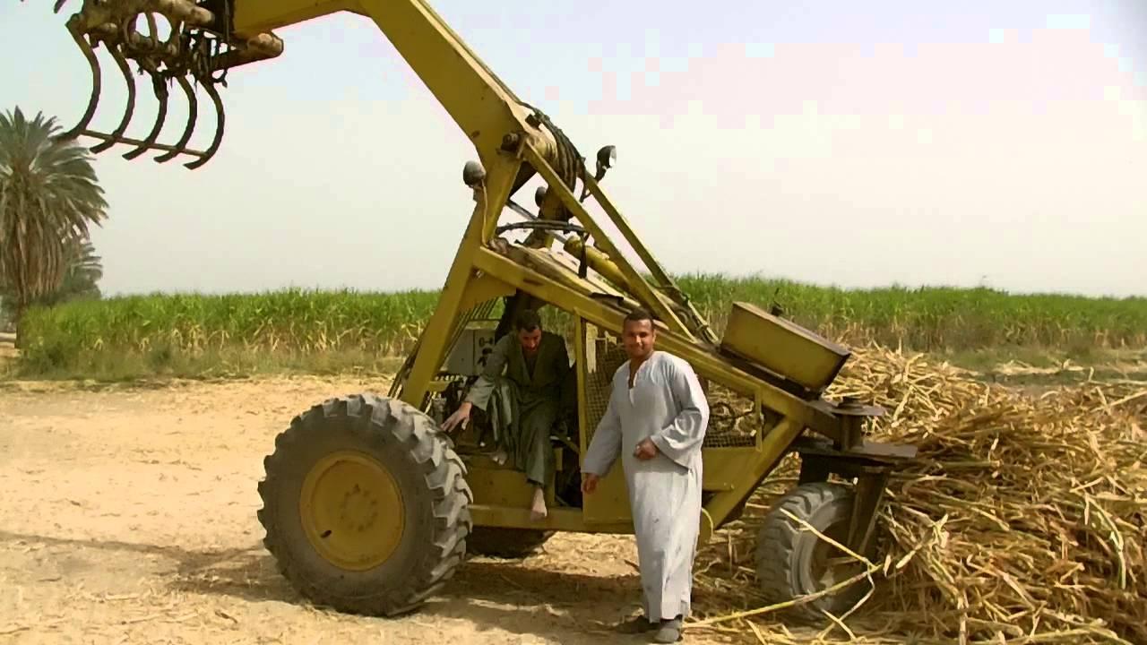 بعد وصوله 18 جنيه.. معركة بين مزارعي قصب السكر والحكومة تؤجل التوريد