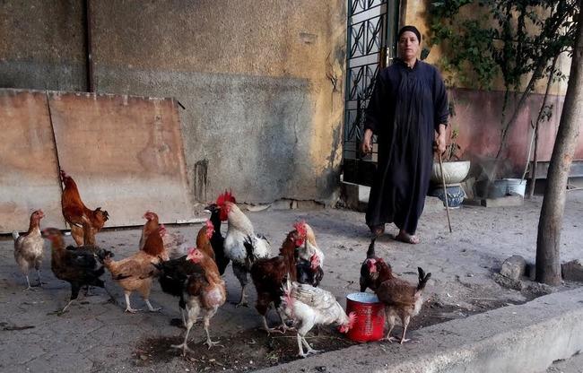 للحد من انتشار الأمراض.. 9 ضوابط لتربية الطيور