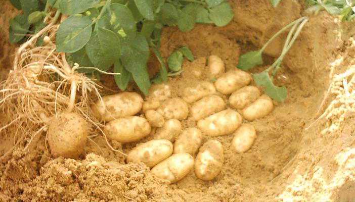 مزارعو المنيا: مش هنزرع بطاطس تاني لهذه الأسباب