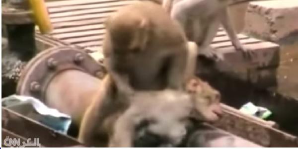 بالفيديو| قرد ينقذ صديقه بعملية إنعاش