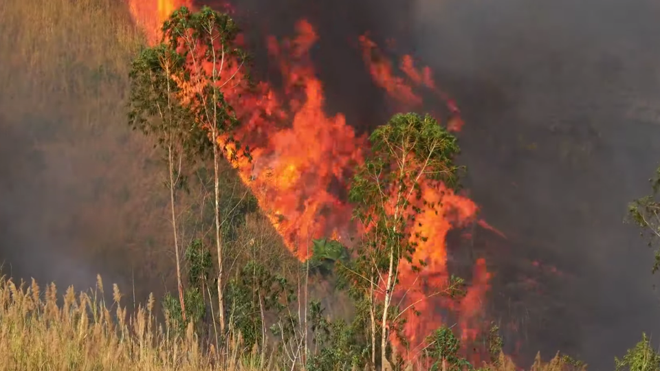 رئة العالم تحترق 75 ألف حريق بغابات الأمازون منذ بدء عام 2019