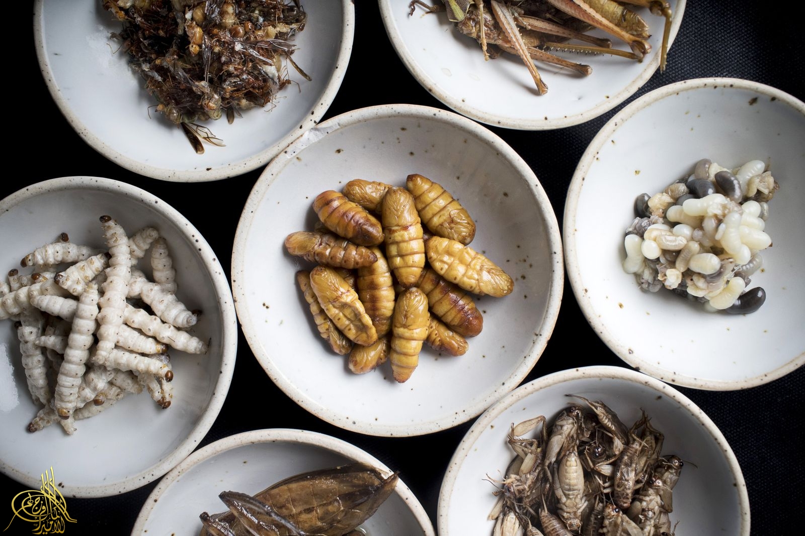 Питание насекомых. Сушеные личинки шелкопряда. Личинки шелкопряда Таиланд. Личинки шелкопряда съедобные.